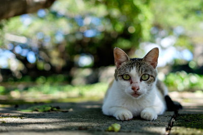 Close-up portrait of cat