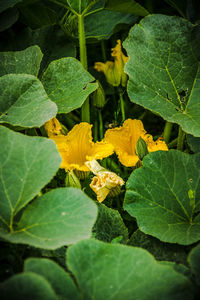 Close-up of fresh green plants