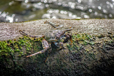 Close-up of lizard on tree