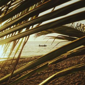 Tilt image of palm trees by sea against sky