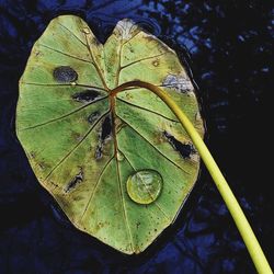 Close-up of butterfly on leaf