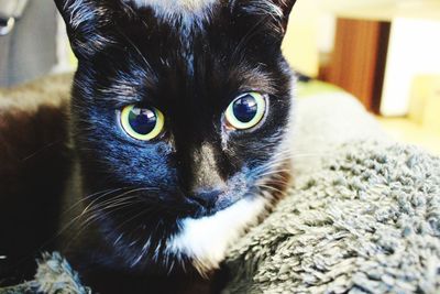 Close-up portrait of a cat at home