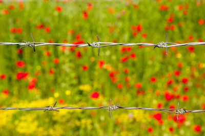 Close-up of barbed wire