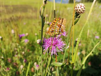 Close-up of butterfly pollinating on purple flower