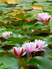 Lotus water lily in pond