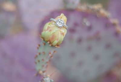Close-up of ring on flower head