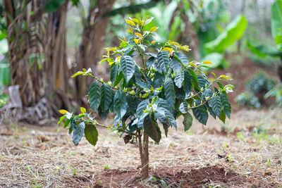 Close-up of berries growing on field