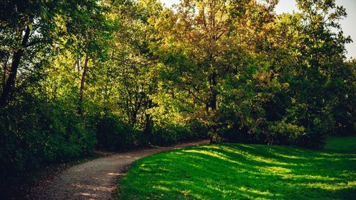Footpath amidst trees in park