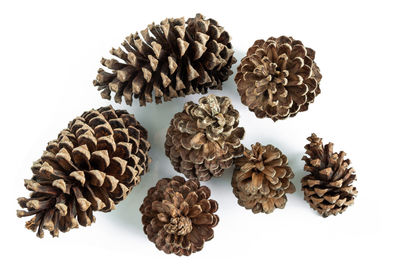 Close-up of pine cone against white background