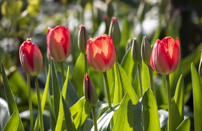 Close-up of red tulips in field