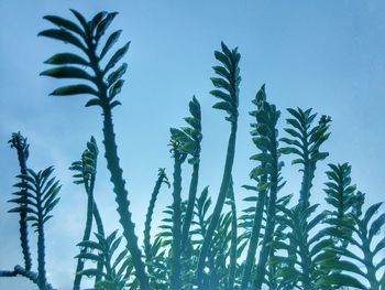 Low angle view of palm trees