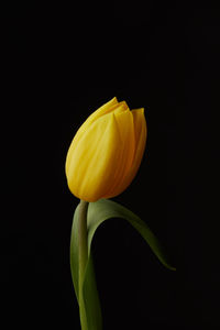 Close-up of yellow flower against black background