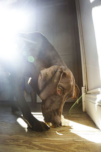 Dog relaxing on floor