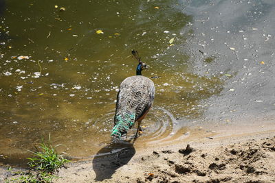 High angle view of bird on beach