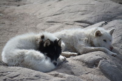 View of cats resting on rock