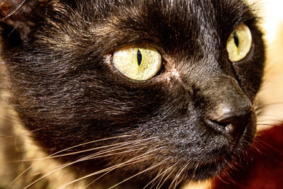 Close-up portrait of a cat