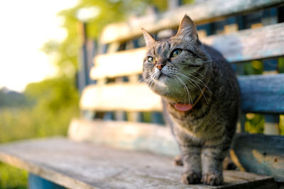 Close-up of cat sitting outdoors