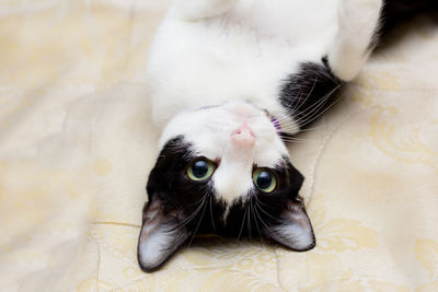 Close-up portrait of cat at home
