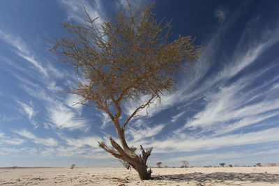 Plants grow in the desert despite the difficult conditions.