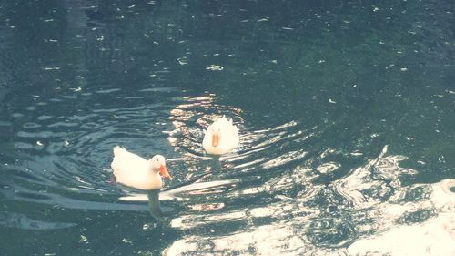 Close-up of swan swimming