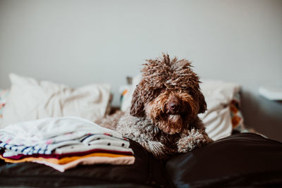 Dog resting on sofa at home