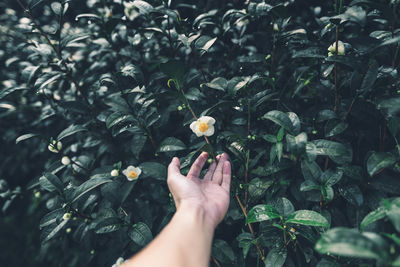 Cropped image of hand holding flowering plant