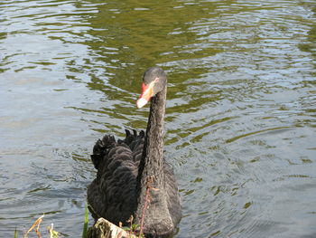 High angle view of duck swimming in lake