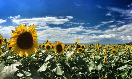 Sunflower field against sky