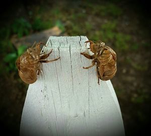 Close-up of insect