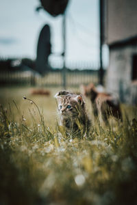 Newborn domestic cat discovers wildlife and undergoes immediate development regarding new sensations