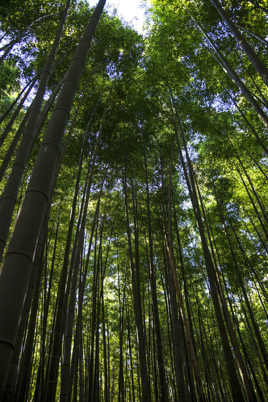 LOW ANGLE VIEW OF BAMBOO TREES IN THE FOREST