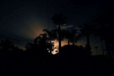 Low angle view of silhouette trees against sky at night