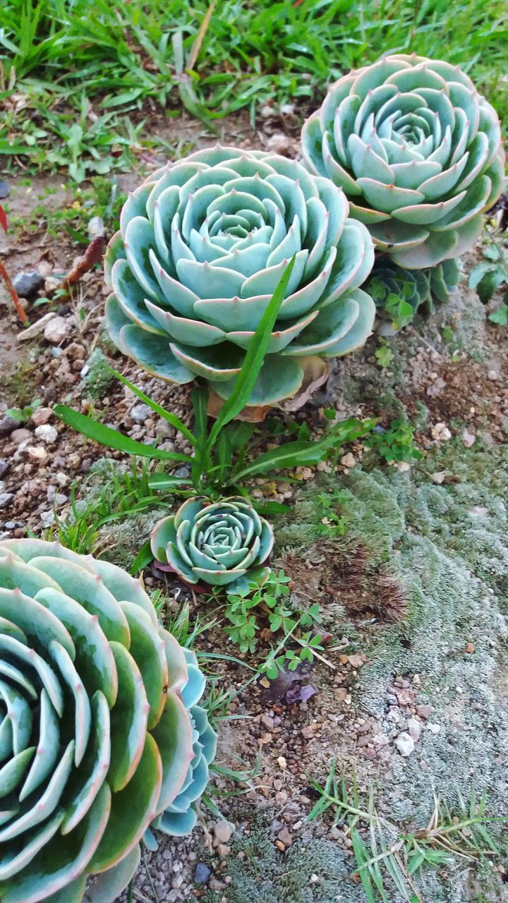 outdoors, plant, no people, growth, nature, day, japanese garden