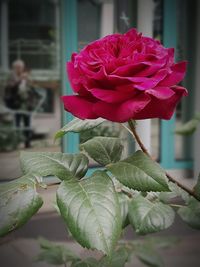 Close-up of rose plant