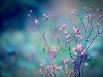 Close-up of pink flowering plant