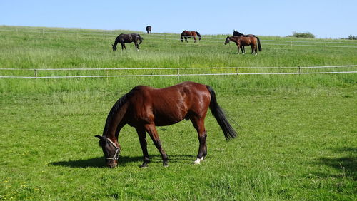 Horses grazing in field