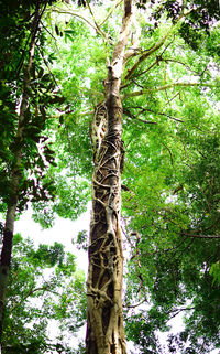 Low angle view of tree trunk in forest
