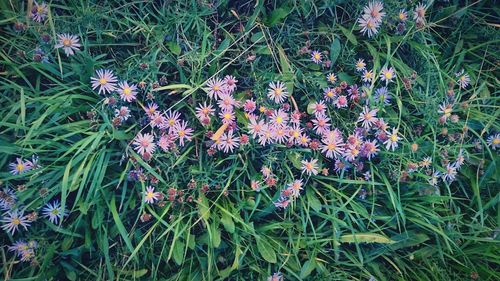 Close-up of flowers blooming on field