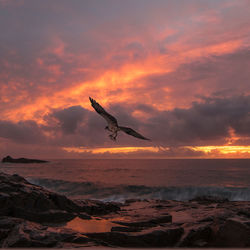 Seagull flying over sea against sky during sunset
