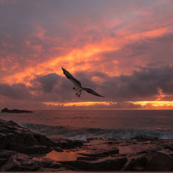 Sea eagle flying over sea against sky during sunrise