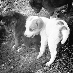High angle view of dogs on field