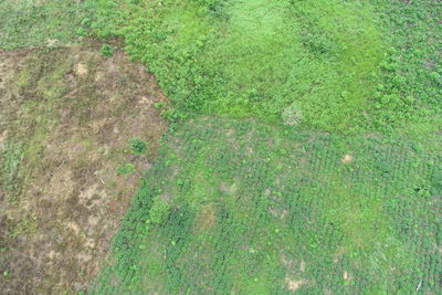 Full frame shot of grass on field