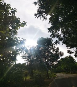 Low angle view of sunlight streaming through trees