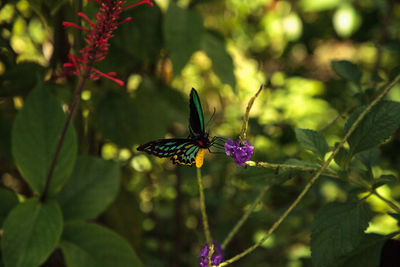 Close-up of butterfly pollinating on purple flower