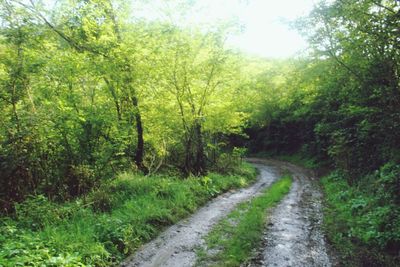 Dirt road passing through forest