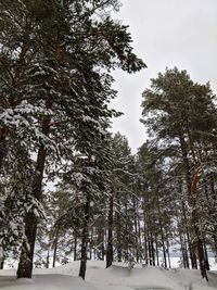 Trees on snow covered land against sky