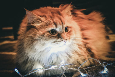 Close-up portrait of a cat