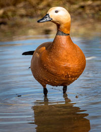 Close-up of duck in lake