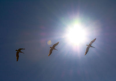 Low angle view of birds flying against sky