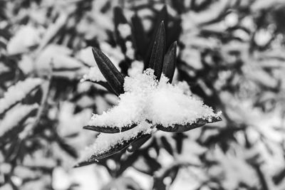 Close-up of frozen flower during winter